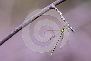 Small emerald spreadwing damselfly, Lestes virens