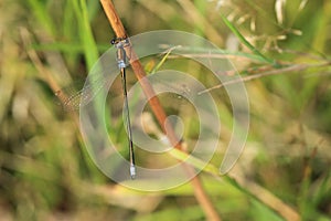 Small emerald spreadwing damselfly