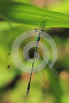 Small emerald spreadwing