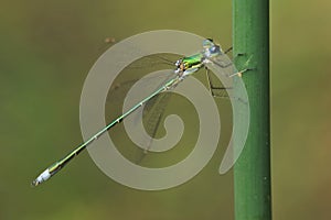 Small emerald spreadwing