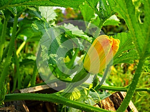 Small emergent zucchini with a flower photo