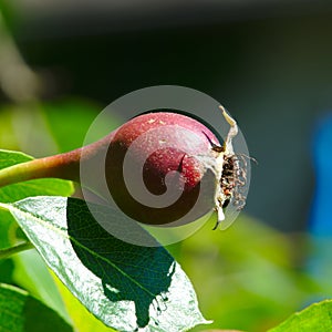small emerging pear on its branch