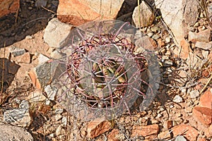 Small Emory Barrel Cactus in the Desert