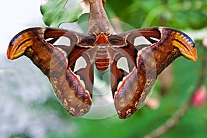 Small emperor moth (butterfly)
