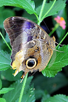 Small Emperor Moth butterfly in the forest