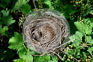 A small empty bird`s nest in a currant bush, waiting for the birds to return in the spring
