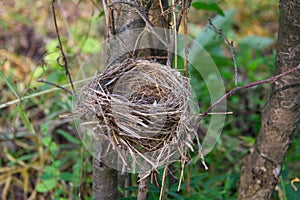 Small empty nest on garden tree branches. Close-up photo