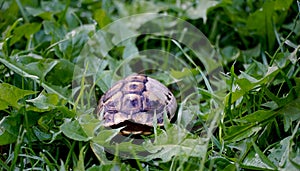small empty turtle shell on green plants background
