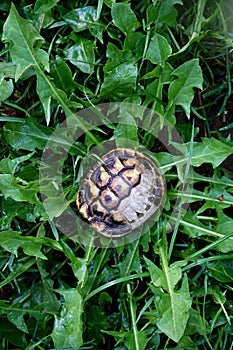 small empty turtle shell on green plants background