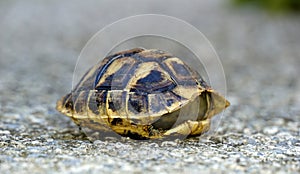 small empty turtle shell on white background