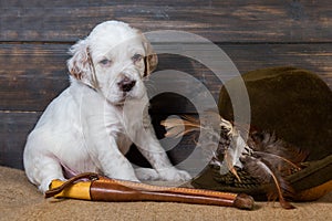 Small english setter puppy dog with knife and duck