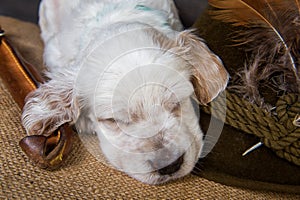 Small english setter puppy dog with knife and duck