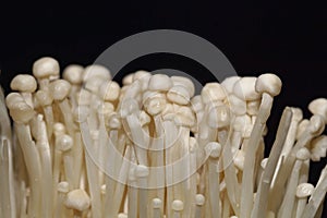 Small enokitake mushrooms, Flammulina filiformis