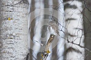 Small Eurasian pygmy owl, Glaucidium passerinum as the smallest owl in Europe