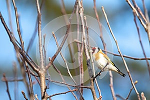 Small European goldfinch in bird feeder