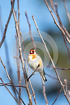 Small European goldfinch in bird feeder