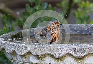 Small European robin bird perched in an old, cement bird bath in an outdoor setting