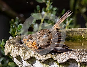 Small European robin bird perched in an old, cement bird bath in an outdoor setting