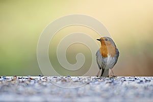 Small European Robin (Erithacus rubecula)