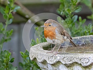 Small European robin bird perched in an old, cement bird bath in an outdoor setting