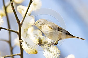 European songbird Common chiffchaff, Phylloscopus collybita searching for insect in the middle of blooming willow tree