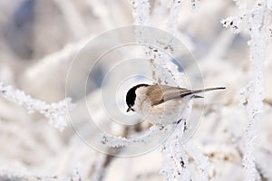 A small European songbird Marsh tit, Poecile palustris sitting on a frosty branch