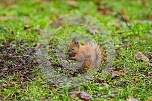 A small European squirrel sits on the grass in the park and eats a nut