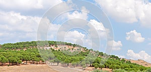 Small evergreen trees on slope of the hill with blue cloudy sky on the background in Turkey