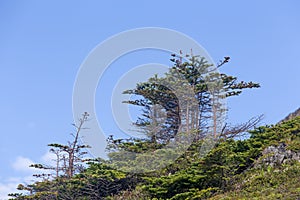 Small evergreens and blue sky, Newfoundland