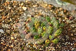 Small Eves needle cactus blooming in rocks in Huascaran National Park