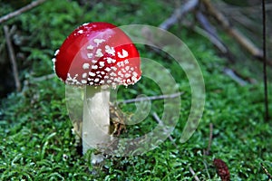 Small exemplar of red fly agaric in green