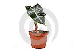 Small exotic `Alocasia Polly` house plant on white background