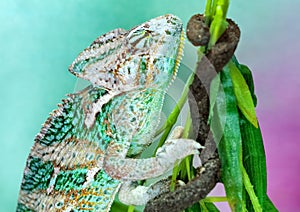 A small exotic green chameleon climbs on tree branches and preys on insects