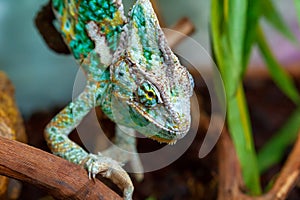 A small exotic green chameleon climbs on tree branches and preys on insects. Animals in the wild