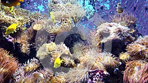 Small exotic ocean fish various type swimming among natural coral reef.