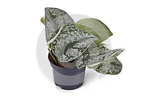 Small exotic `Scindapsus Pictus Exotica` or `Satin Pothos` houseplant with large leaves with velvet texture and silver spots