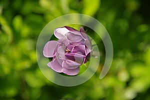 Small exquisite purple flower with blurred background greenery