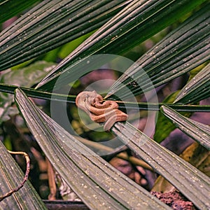 Small eyelash viper curled up on a leaf