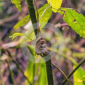 Small eyelash viper curled up on a small tree