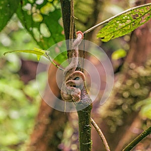 Small eyelash viper curled up on a small tree