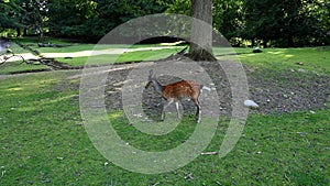 Small fallow deer stands still then walks away