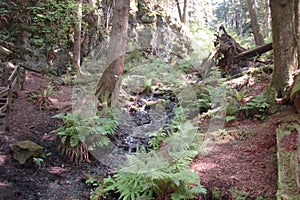 Small falls at Snoqualmie Falls