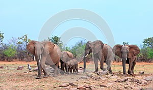 Small family herd of African Elephants on the dry arid savannah on the shoreline of Lake Kariba, Matusadona National Park, Zimbabw