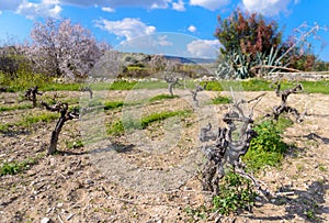 Small family vineyard in cyprus 2