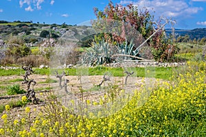 Small family vineyard in cyprus