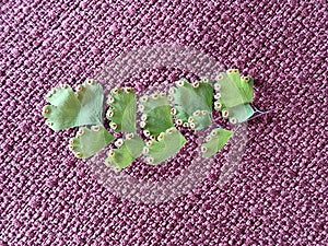 Small fan-shaped leaves on slender black stems. The abaxial face ABET or lower sides with spores of leaflet.