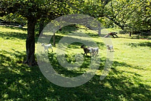 Small farm near the Gurten funicular. Funny goats frolic and greet tourists on their way to the top of the park. Bern, Switzerland