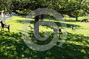 Small farm near the Gurten funicular. Funny goats frolic and greet tourists on their way to the top of the park. Bern, Switzerland