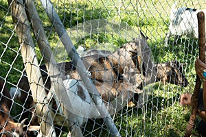 Small farm near the Gurten funicular. Funny goats frolic and greet tourists on their way to the top of the park. Bern, Switzerland