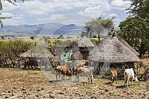 Small farm. Omo valley near Konso. Ethiopia